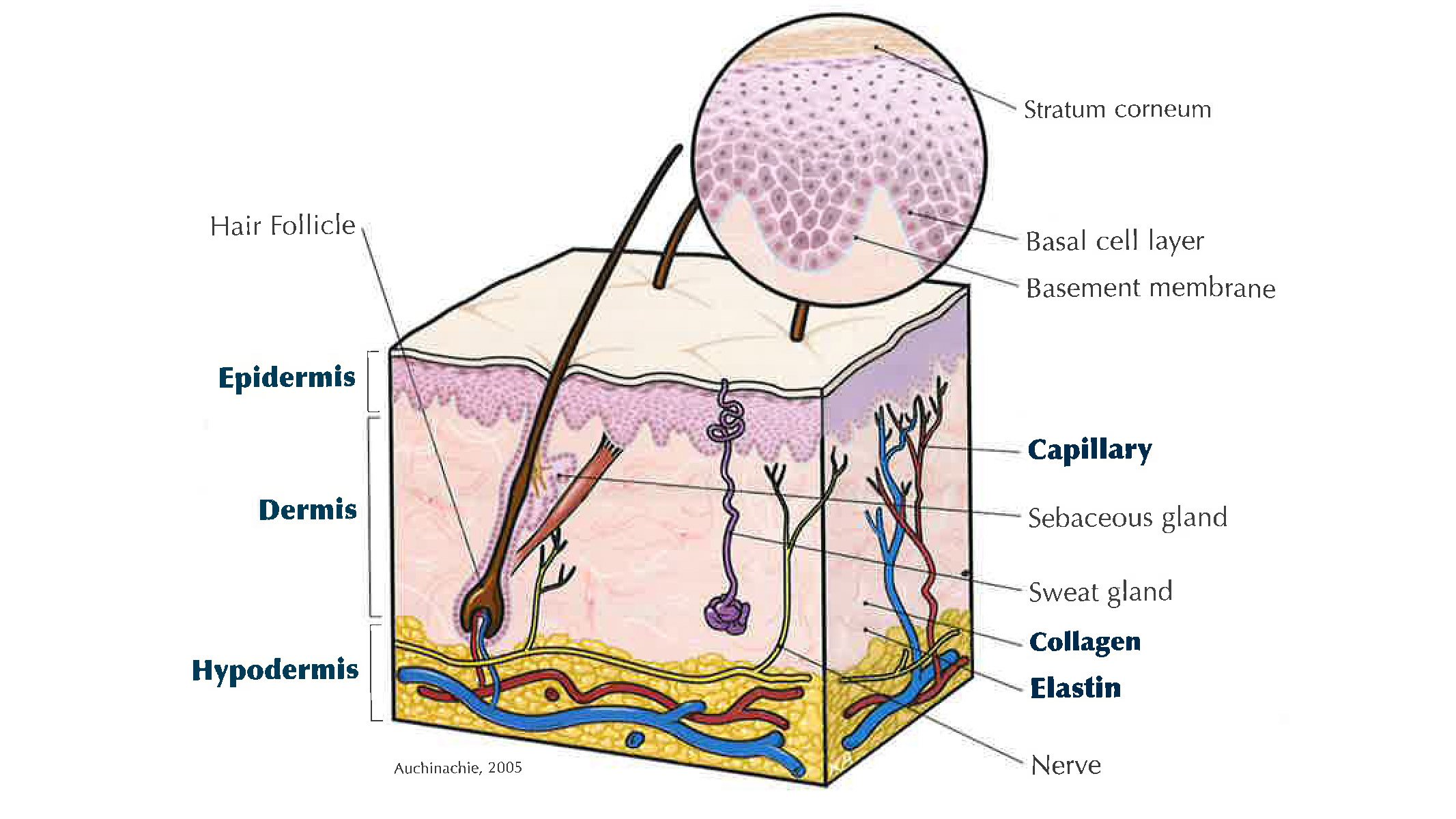 Wound Care Education | Mölnlycke